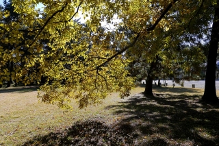 131130gosho020.jpg