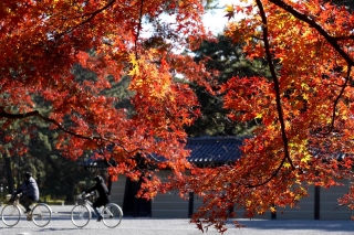 131130gosho023.jpg