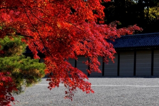 131130gosho024.jpg