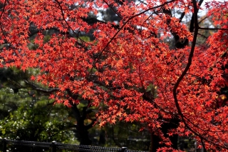 131130gosho028.jpg