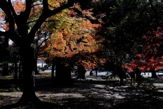 131130gosho029.jpg