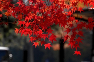 131130gosho030.jpg