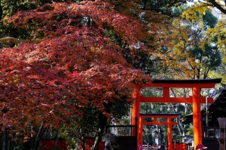 131204shimogamojinja002.jpg
