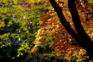131204shimogamojinja003.jpg