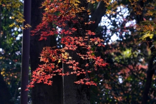 131204shimogamojinja004.jpg