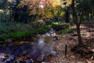 131204shimogamojinja006.jpg