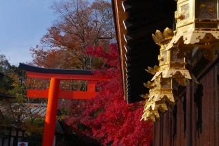 131204shimogamojinja009.jpg