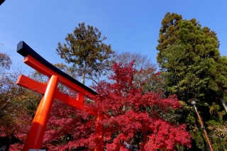 131204shimogamojinja010.jpg