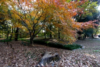 131204shimogamojinja011.jpg