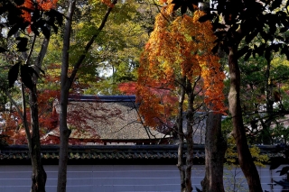 131204shimogamojinja012.jpg