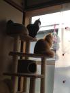 たそがれ猫