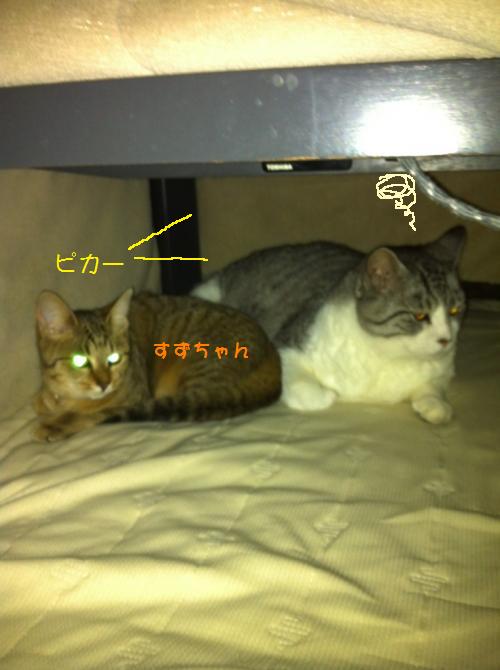 IMG_5555_convert.jpg