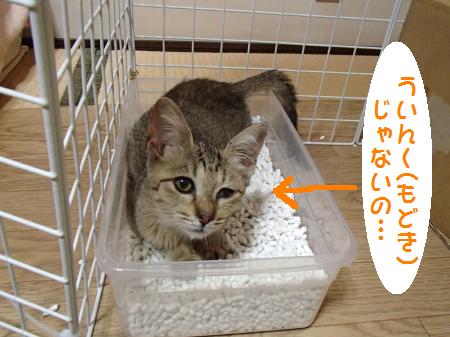 PA100151_convert.jpg