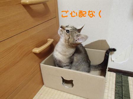 PA230470_convert.jpg