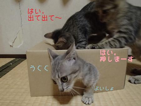 PA260554_convert.jpg