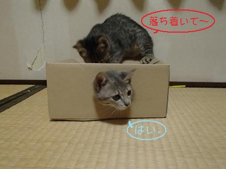 PA260555_convert.jpg