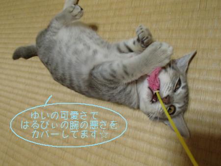 PA270614_convert.jpg