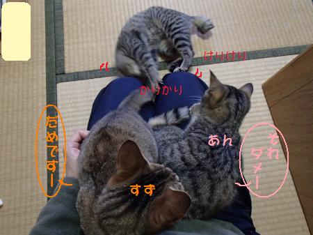 PB301438_convert.jpg