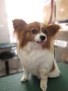 さくらちゃん
