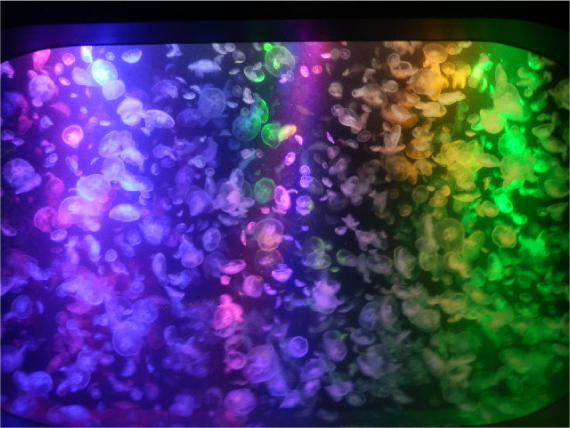 LEDで展示
