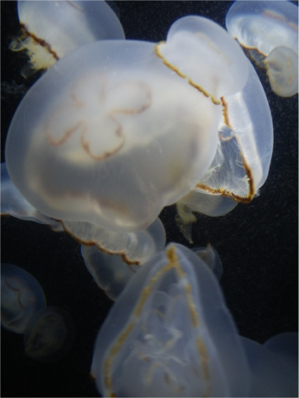 クラゲ_1
