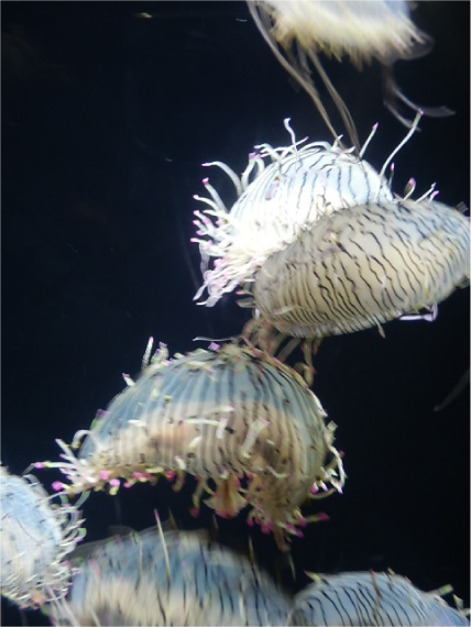 ハナガサクラゲ