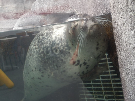 水中で眠るアザラシ_2