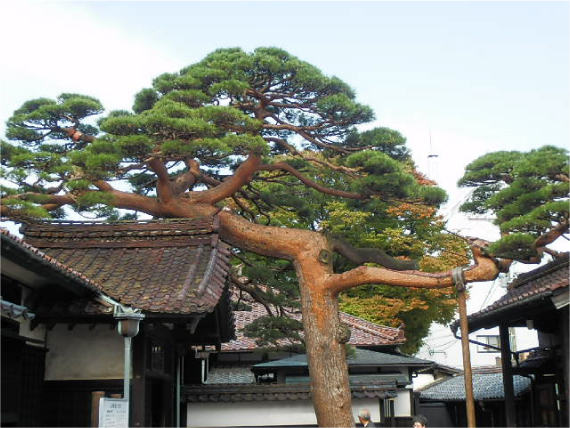 本間家の赤松