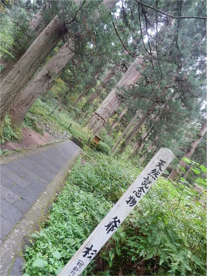 爺杉