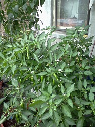 Collect Seeds 4