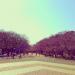 106c-ueno park