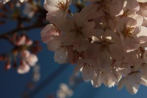IMG_7143_convert_20120414221709.jpg