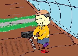 根植え