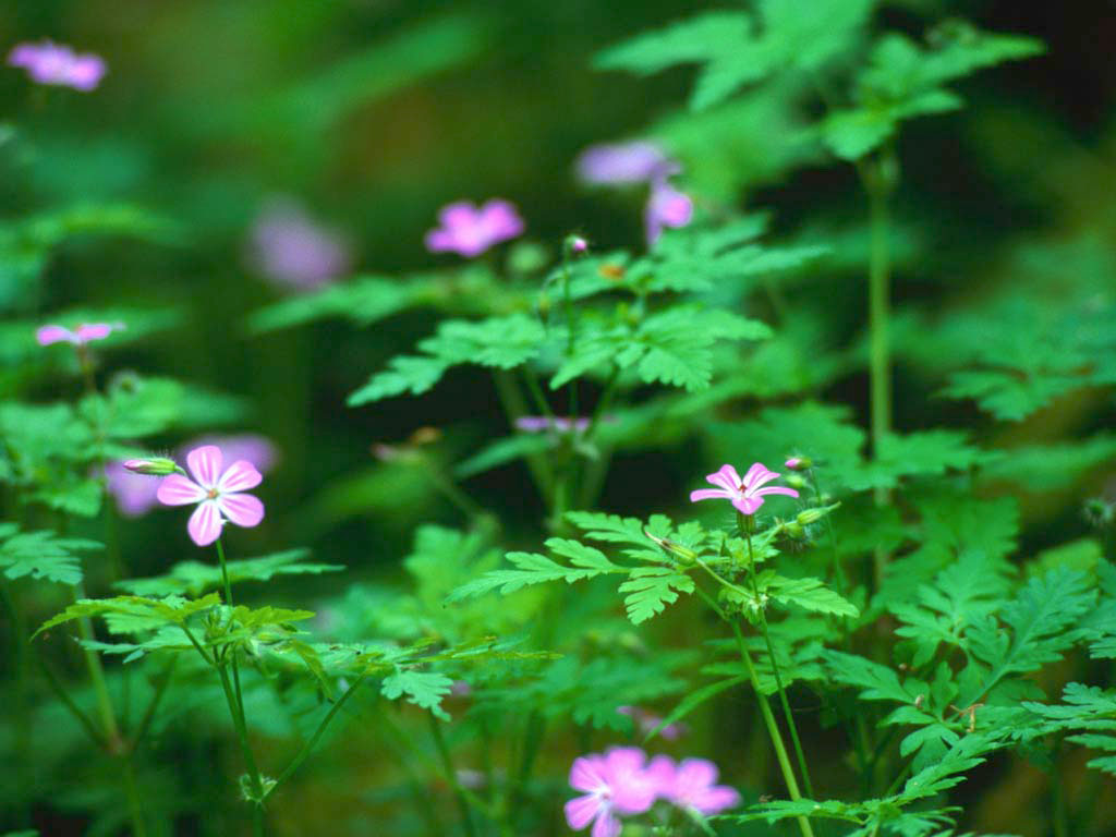 心に花を・・・ 