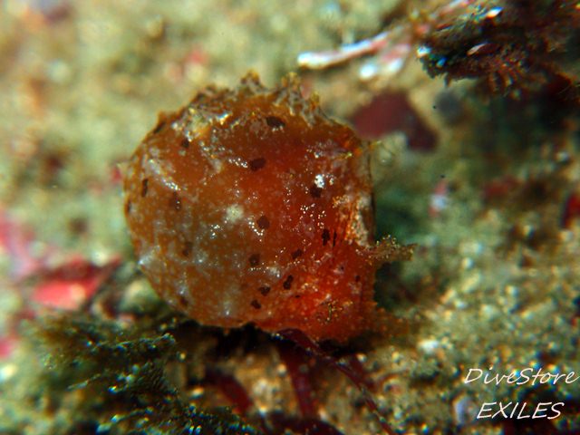 24_0209fusen1.jpg