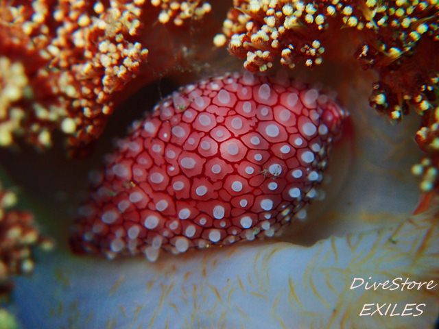 27_0210shiroobi.jpg