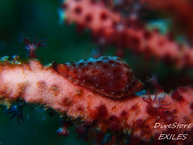 29_0210togari.jpg