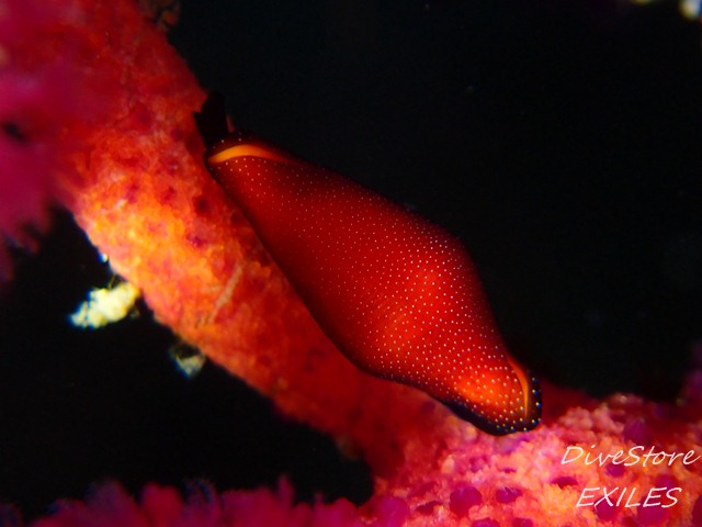 36_0124akane2.jpg
