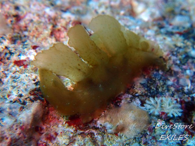 42_0210meribe.jpg