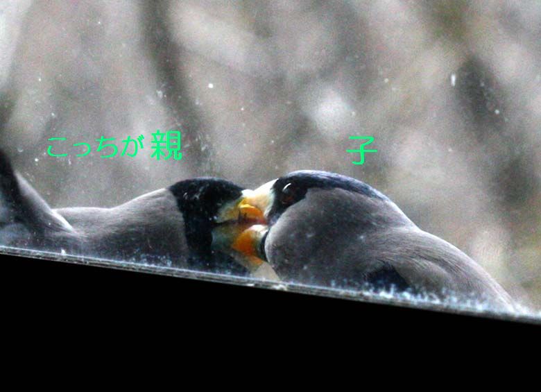 q307bb.jpg