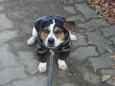 DSC01411.jpg