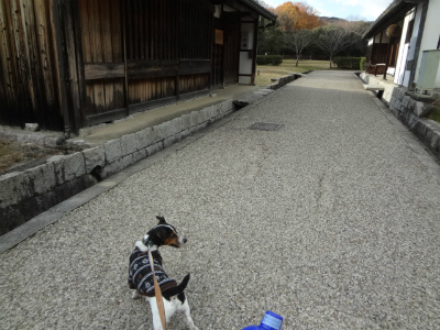 DSC01441.jpg