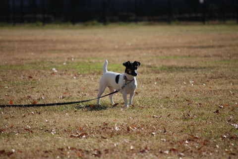 DSC_0011.jpg
