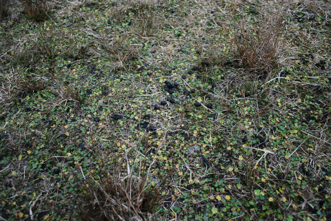 DSC_0959.jpg
