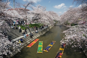 岩倉の桜