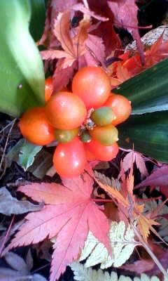 111129_124035.jpg