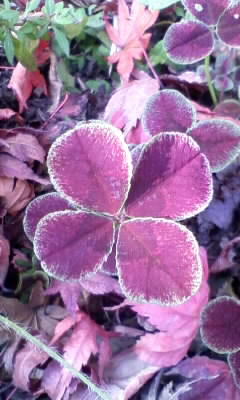 111129_130558.jpg