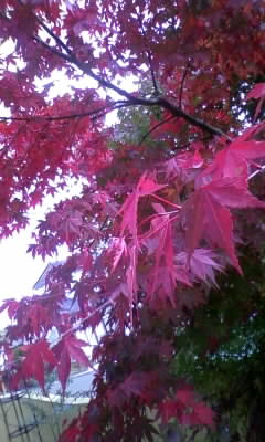 momiji.jpg