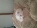 fc2_2013-02-03_17-17-37-845.jpg