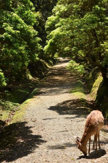 ささやきの小道